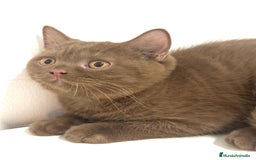 Británico de Pelo Corto gatos en venta: Macho british cinnamon - Imagen 5