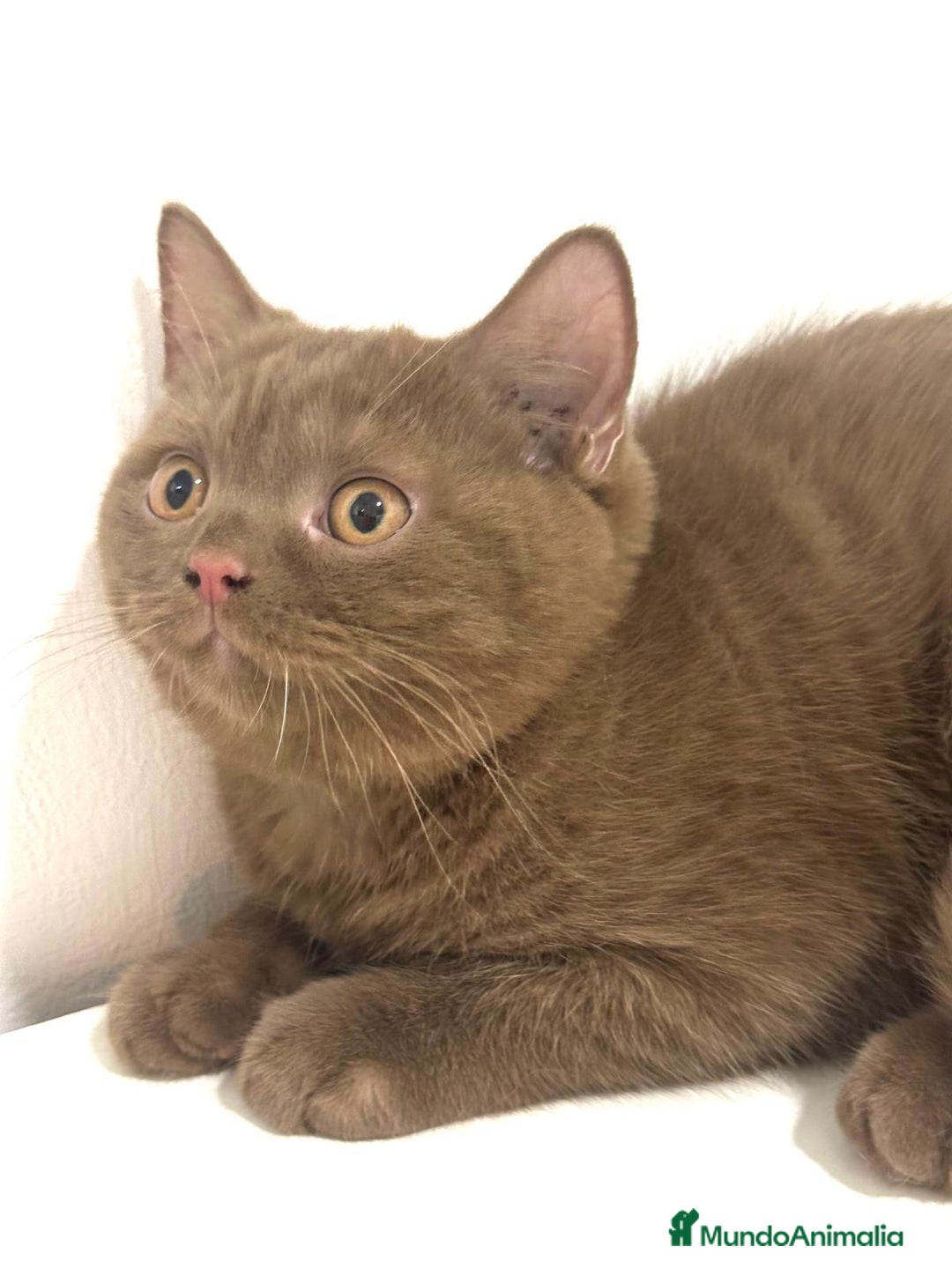 Británico de Pelo Corto gatos en venta: Macho british cinnamon - Imagen 5