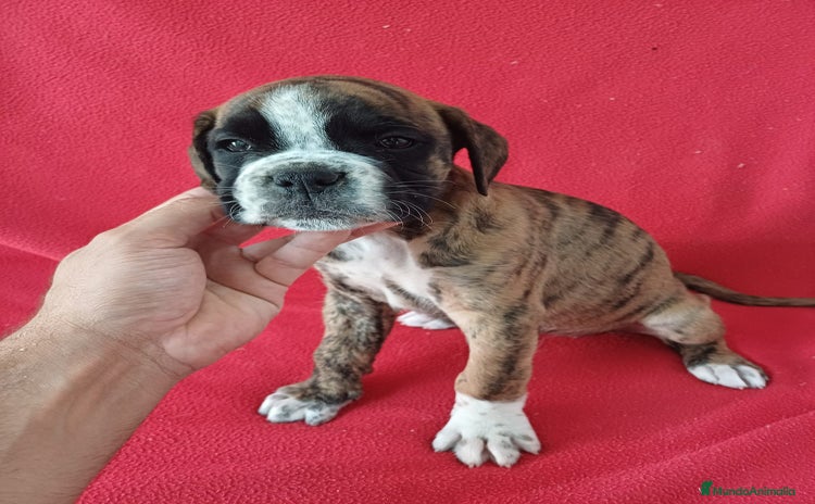 Boxer perros - Anuncio 1