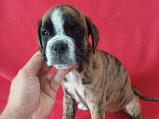 Boxer perros - Anuncio 29