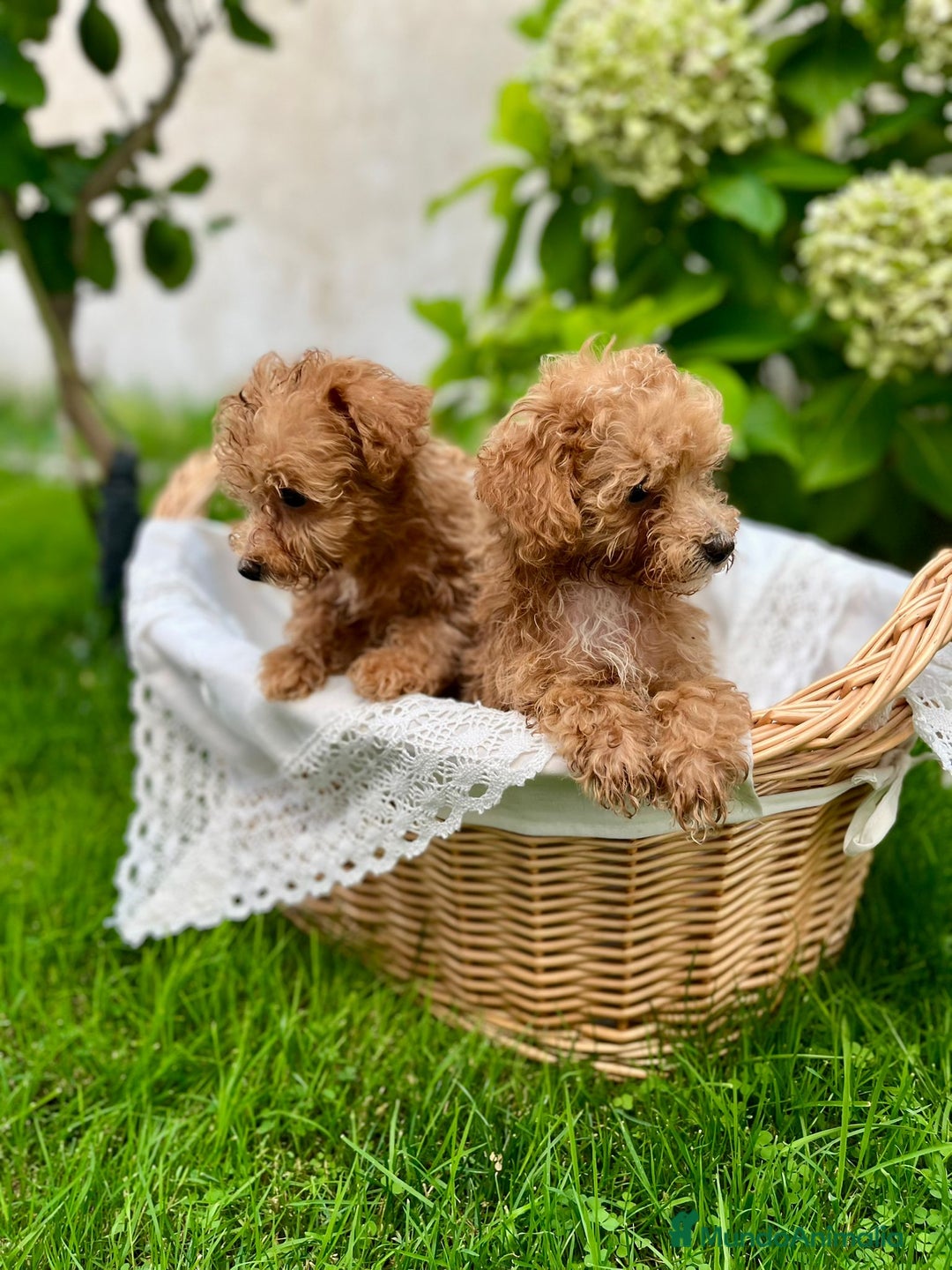 Caniche Toy perros en venta: Caniche toy - Anuncio 5