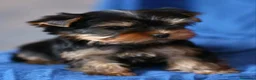 Yorkshire Terrier perros en venta: YORKSHIRE TOYS EXCLUSIVOS  - Anuncio 3