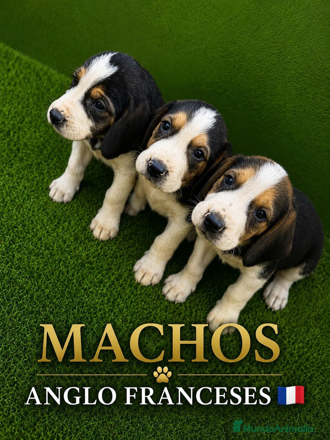 Otras razas perros en venta: Anglo Franceses - Anuncio 1