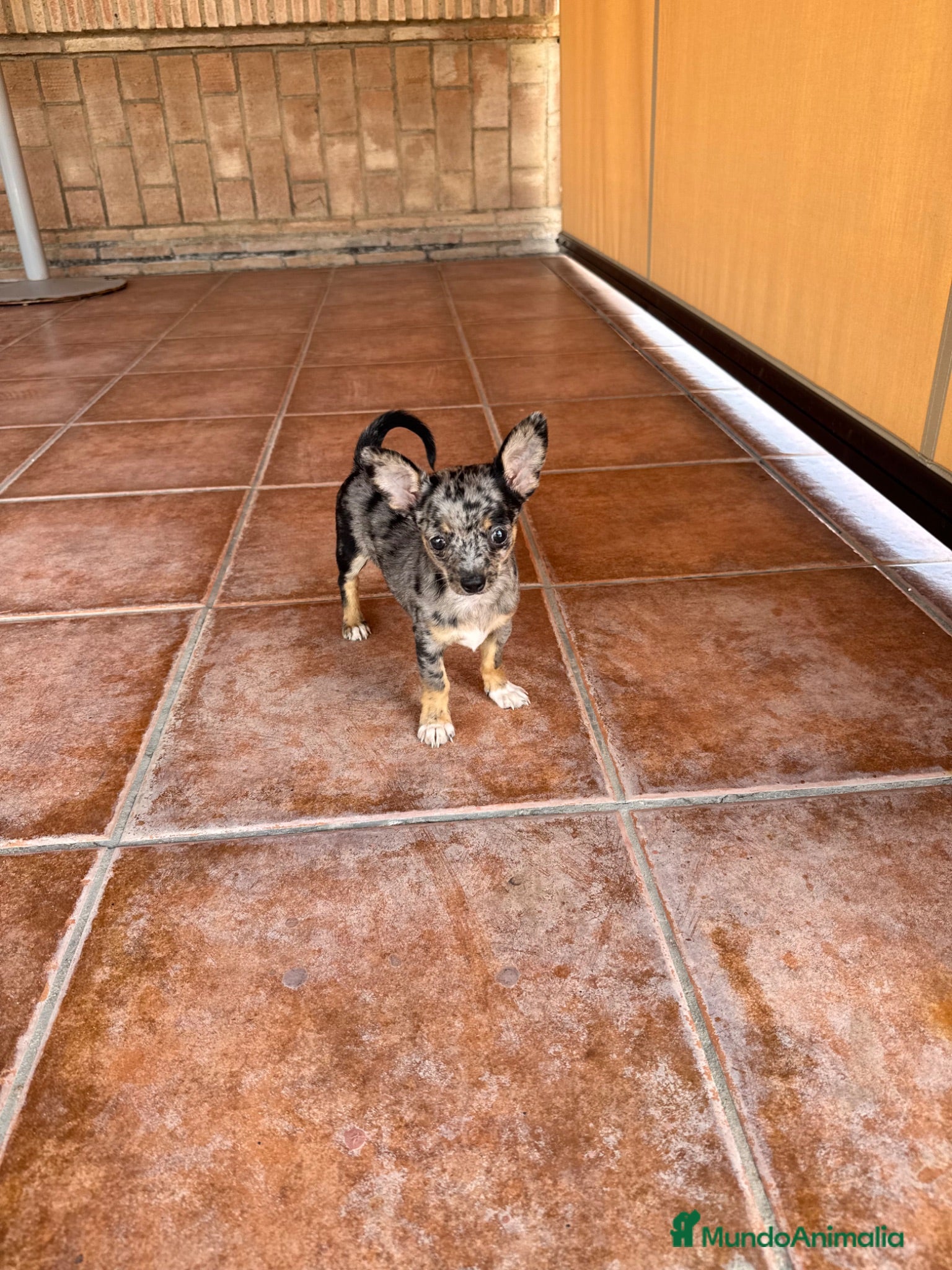 Chihuahua perros CHIHUAHUA MERLE - Anuncio 2