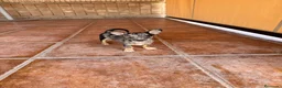 Chihuahua perros en venta: CHIHUAHUA MERLE - Anuncio 2