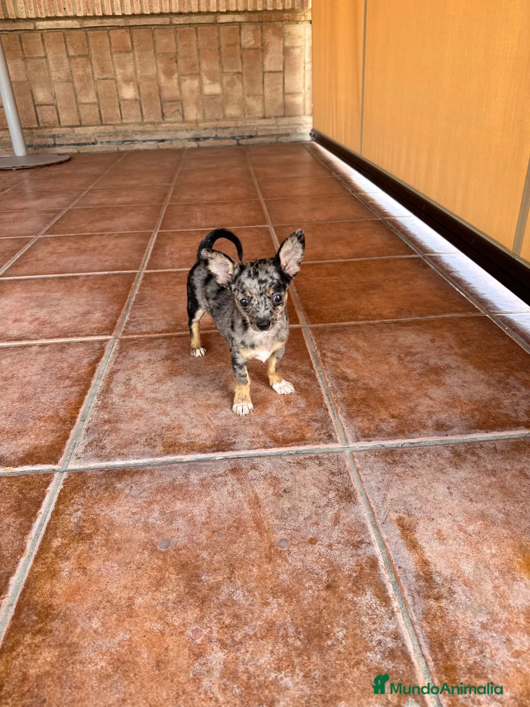 Chihuahua perros en venta: CHIHUAHUA MERLE - Anuncio 2