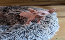 Sphynx gatos en venta: GATITOS SPHYNX HEMBRA ELFA - Imagen 10