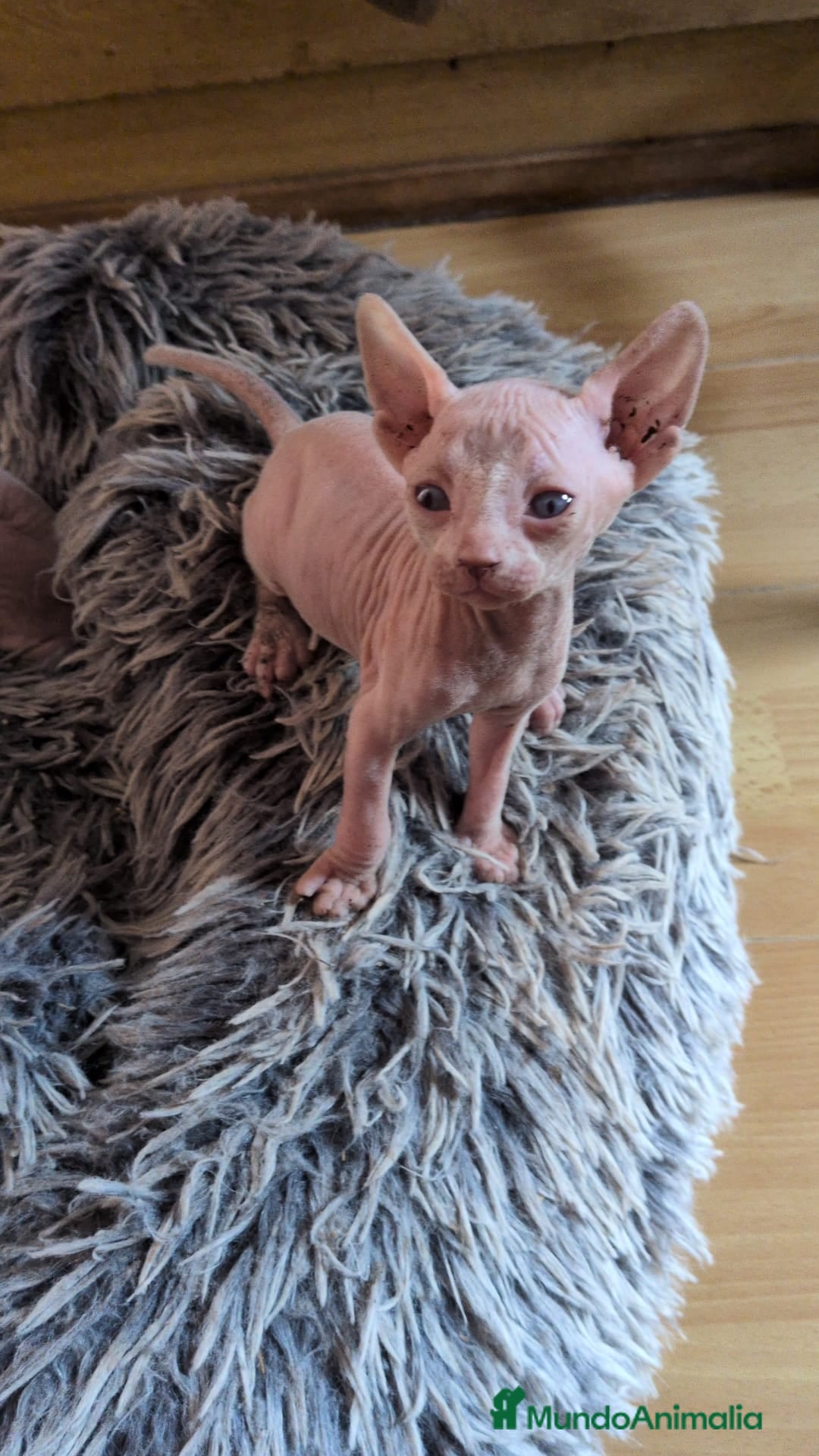Sphynx gatos en venta: GATITOS SPHYNX HEMBRA ELFA - Imagen 10