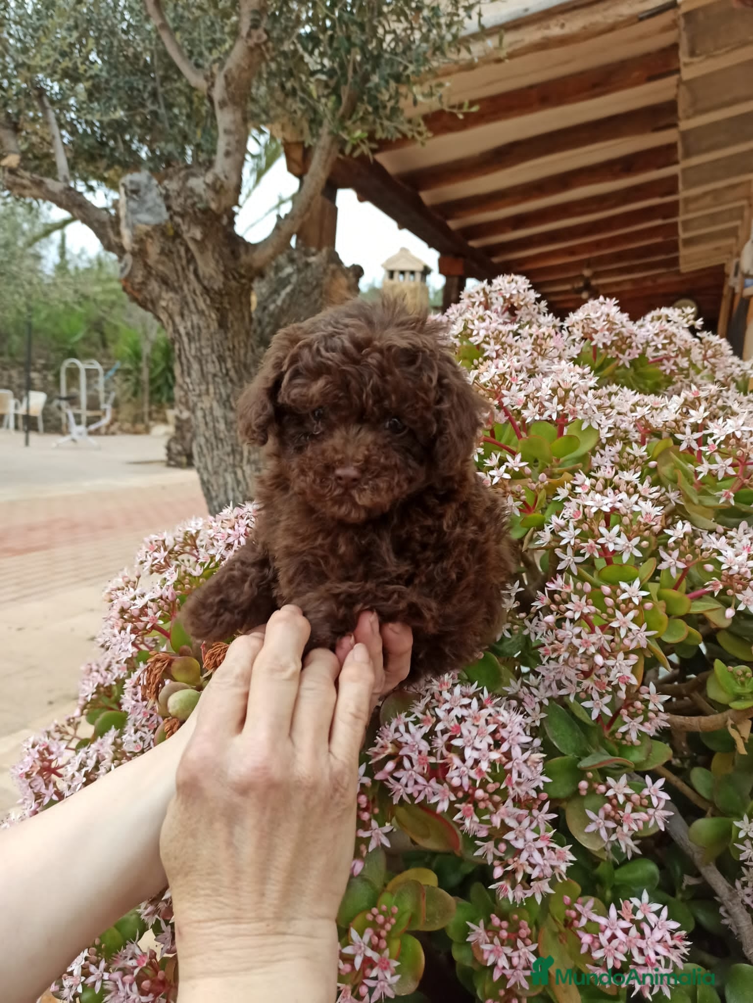 Caniche Toy perros Bonito caniche - Anuncio 2