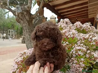Caniche Toy perros Bonito caniche - Anuncio 2
