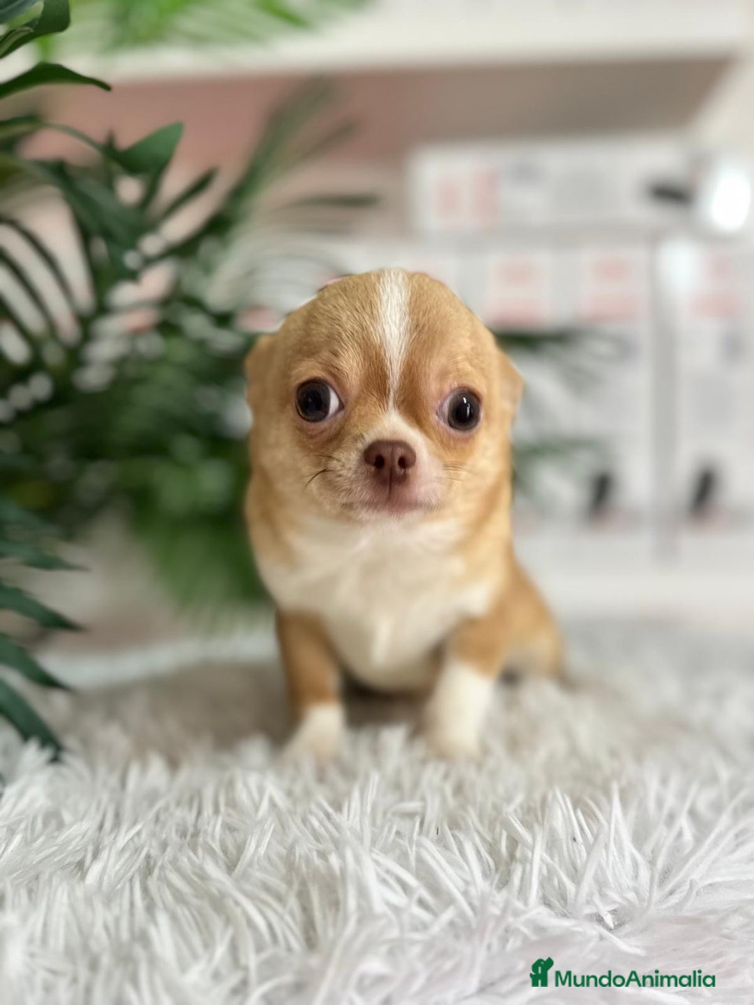 Chihuahua perros en venta: CHIHUAHUA MACHO ADULTO - Anuncio 11