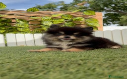 Pomerania perros en venta: POMERANIA HEMBRA - Imagen 5