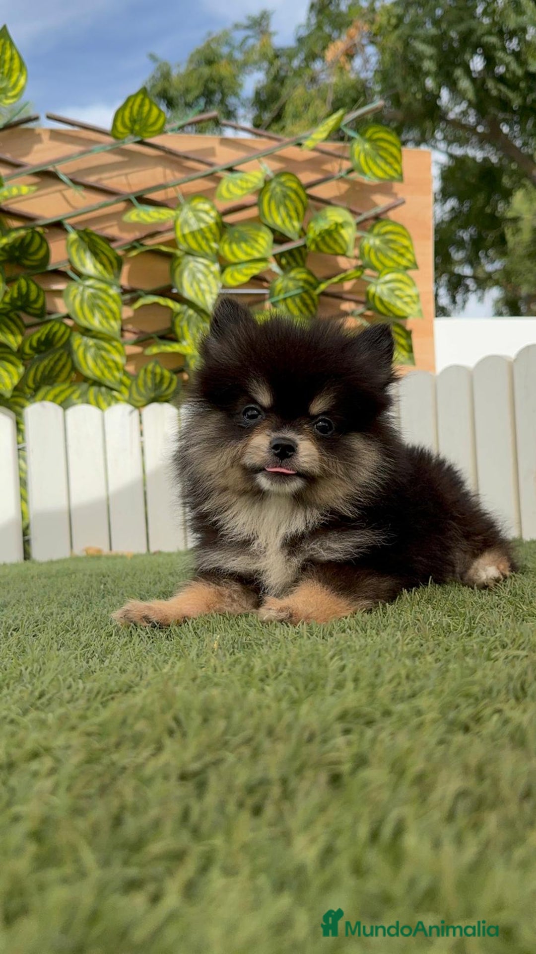 Pomerania perros en venta: POMERANIA HEMBRA - Imagen 5
