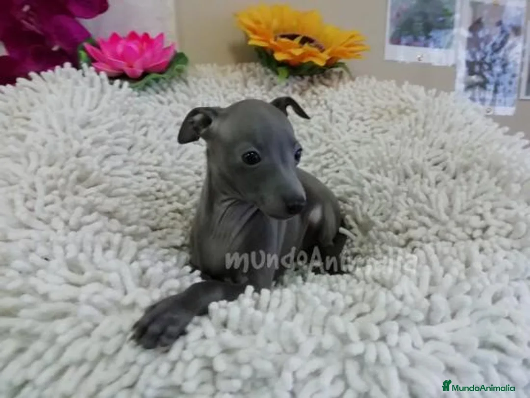 Imagen de galería {{count}}