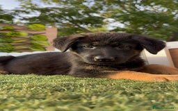 Pastor Alemán perros en venta: PASTOR ALEMAN HEMBRA - Imagen 5