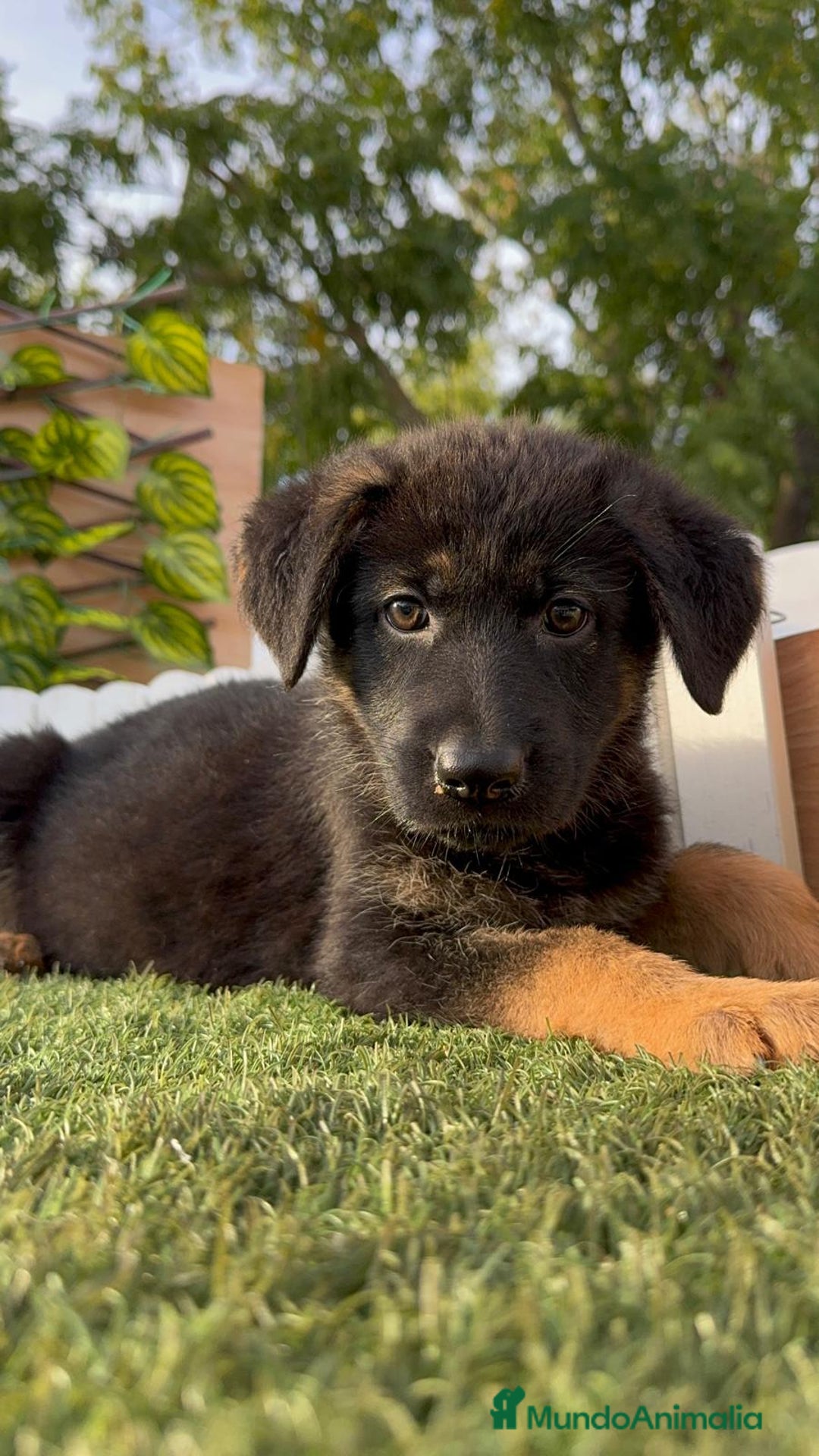 Pastor Alemán perros en venta: PASTOR ALEMAN HEMBRA - Imagen 5