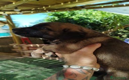 Mastín Español perros en venta: CAMADA MASTIN ESPAÑOL  - Imagen 3