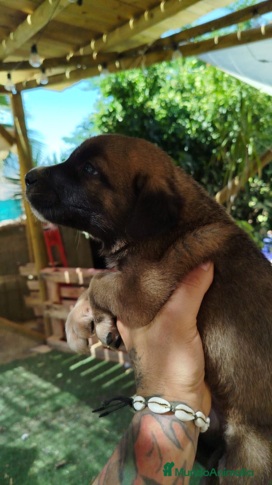 Mastín Español perros en venta: CAMADA MASTIN ESPAÑOL  - Imagen 3