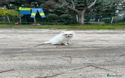 Pomerania perros en venta: Pomerania - Anuncio 2