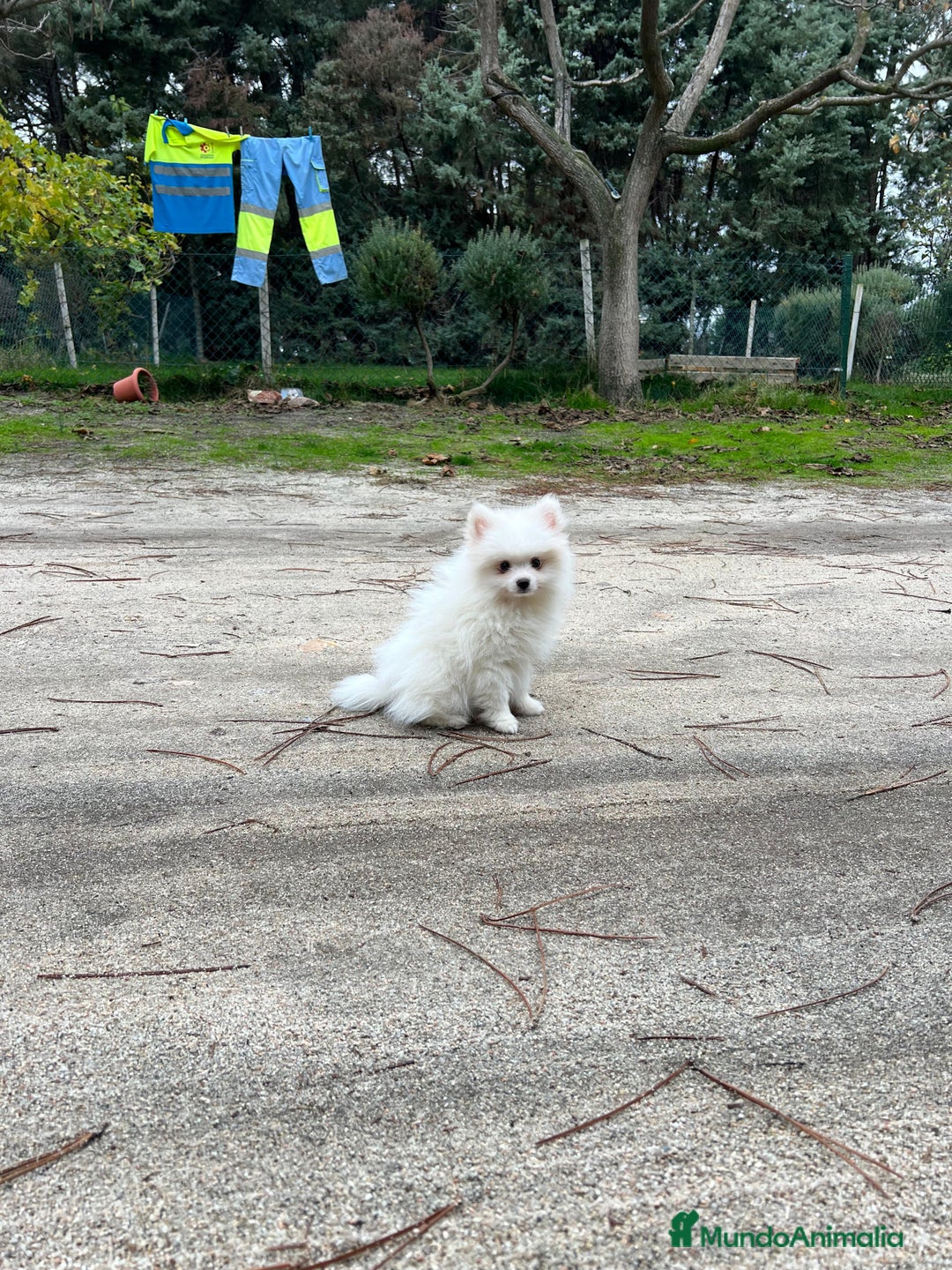 Pomerania perros en venta: Pomerania - Anuncio 2