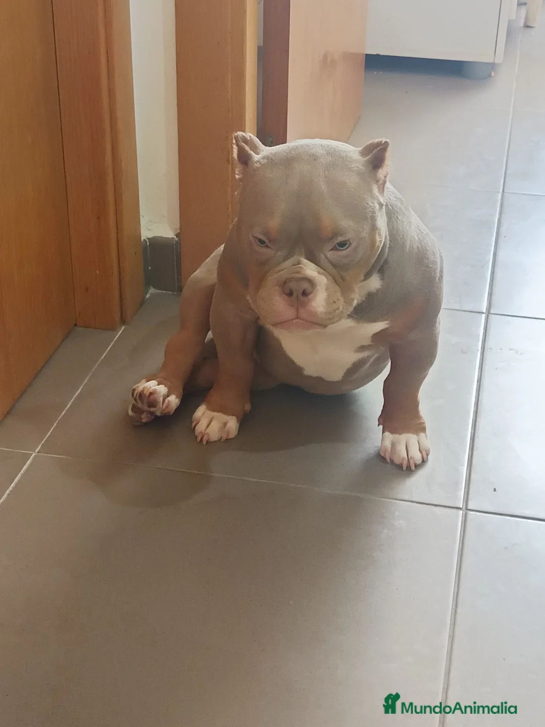 American Bully perros en venta: American Bully  - Anuncio 2