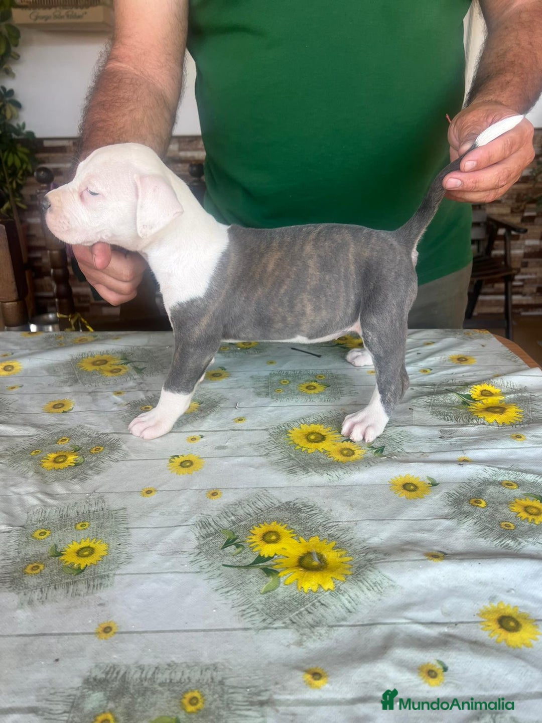 American Eskimo perros en venta: Pitbull hembra - Imagen 1