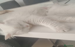Persa gatos en venta: Gata persa - Imagen 3