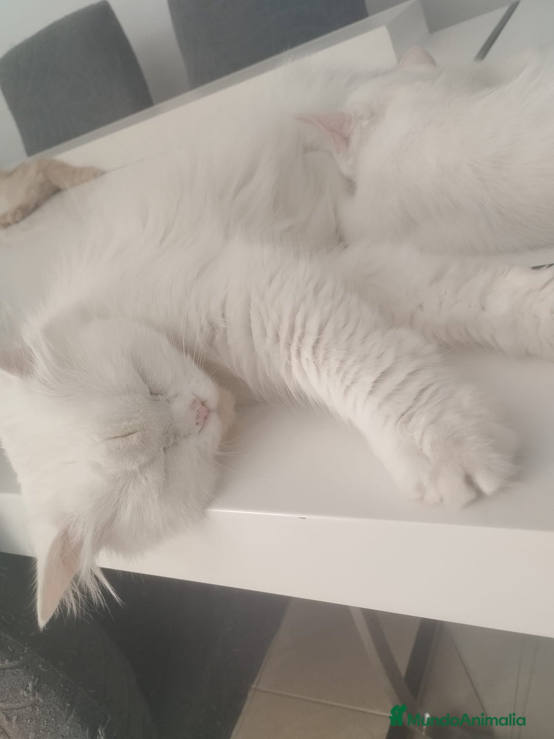 Persa gatos en venta: Gata persa - Imagen 3