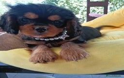 Cavalier King Charles Spaniel perros en venta: Precioso Cavalier negro fuego. - Anuncio 3