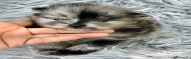 Pomerania Cachorro 1