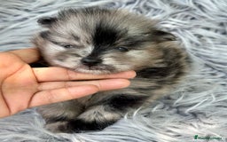 Pomerania perros en venta: POMERANIA MINITOY EXÓTICOS  - Imagen 2