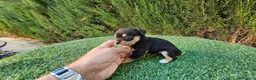 Chihuahua perros en venta: Chihuahuas mini  - Anuncio 6
