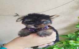Yorkshire Terrier perros en venta: YORKSHIRE TOY MACHO  - Imagen 3