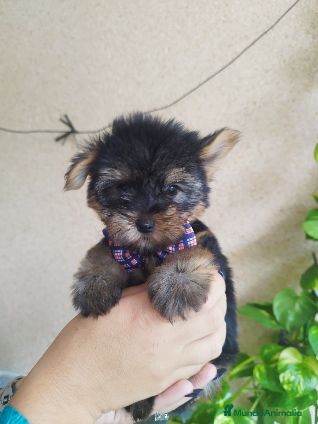 Yorkshire Terrier perros en venta: YORKSHIRE TOY MACHO  - Imagen 3