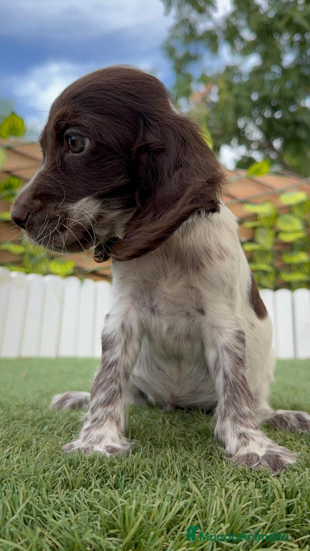 Cocker Spaniel Inglés perros en venta: COCKER MACHO RUANO - Imagen 7