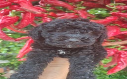 Perro de Agua Español perros en venta: Ultimo perro de aguas - Imagen 12