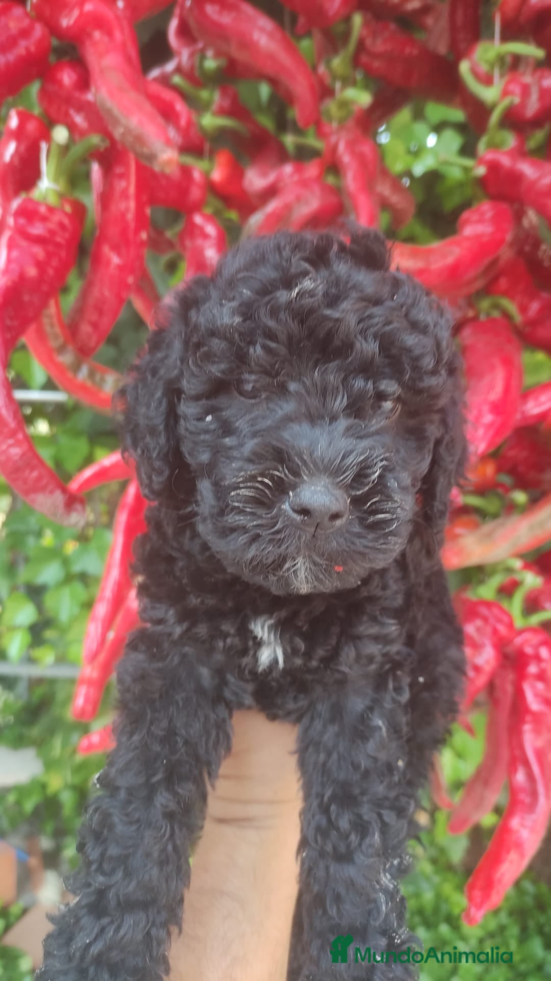 Perro de Agua Español perros en venta: Ultimo perro de aguas - Imagen 12