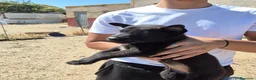 Pastor Belga Malinois perros en venta: Pastor belga melinoa NEGROS XL  maxima calidad - Anuncio 9