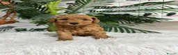 Caniche Enano perros en venta: CANICHE ENANO - Anuncio 5
