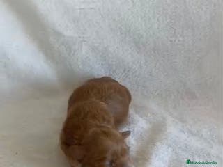 Maltipoo perros Maltipoo toy - Anuncio 1