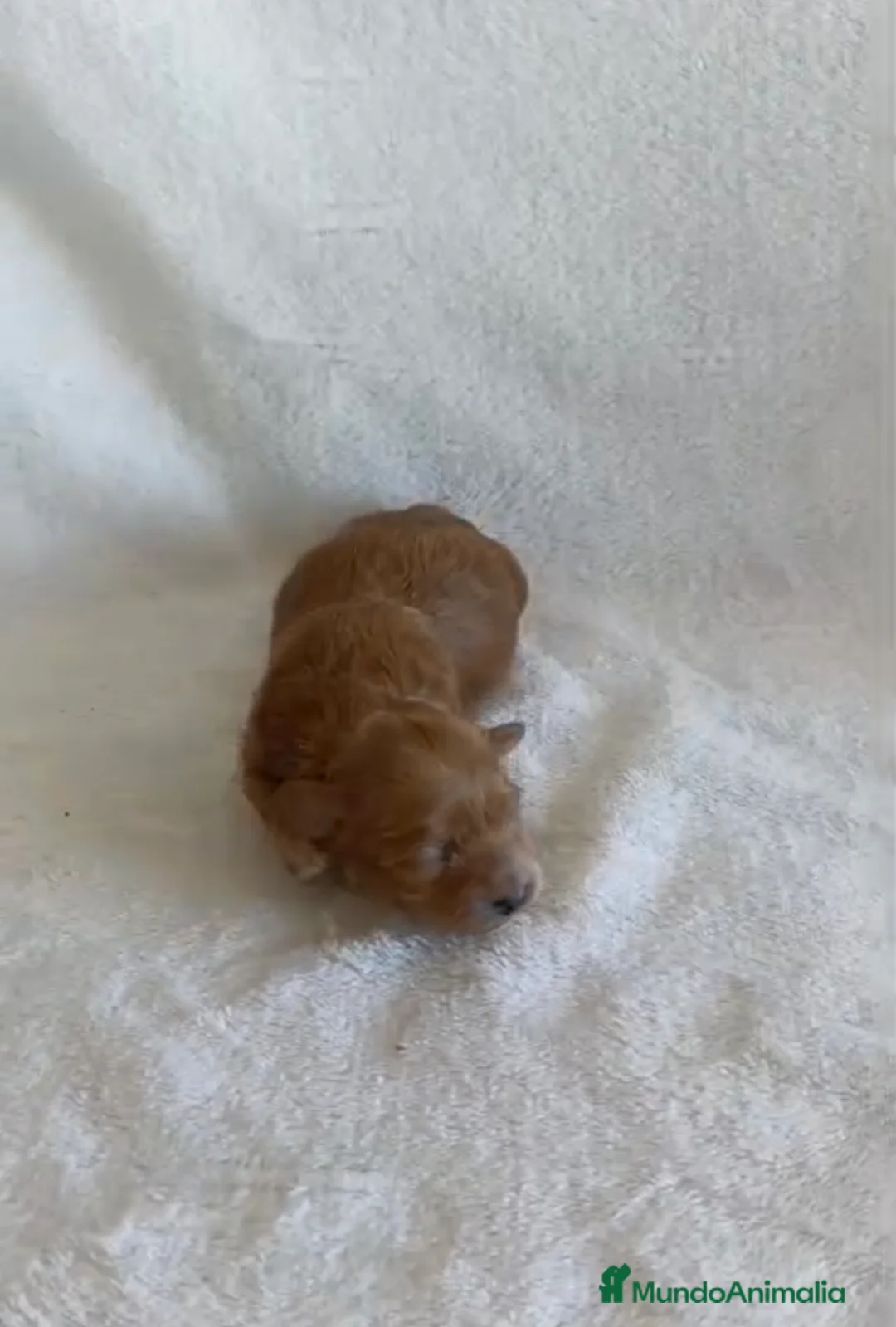 Maltipoo perros en venta: Maltipoo toy - Anuncio 1