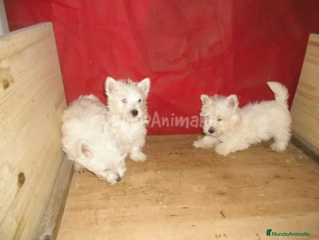 Imagen de galería {{count}}