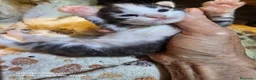 Bosque de Noruega gatos en venta: Bosque de Noruega - Anuncio 13