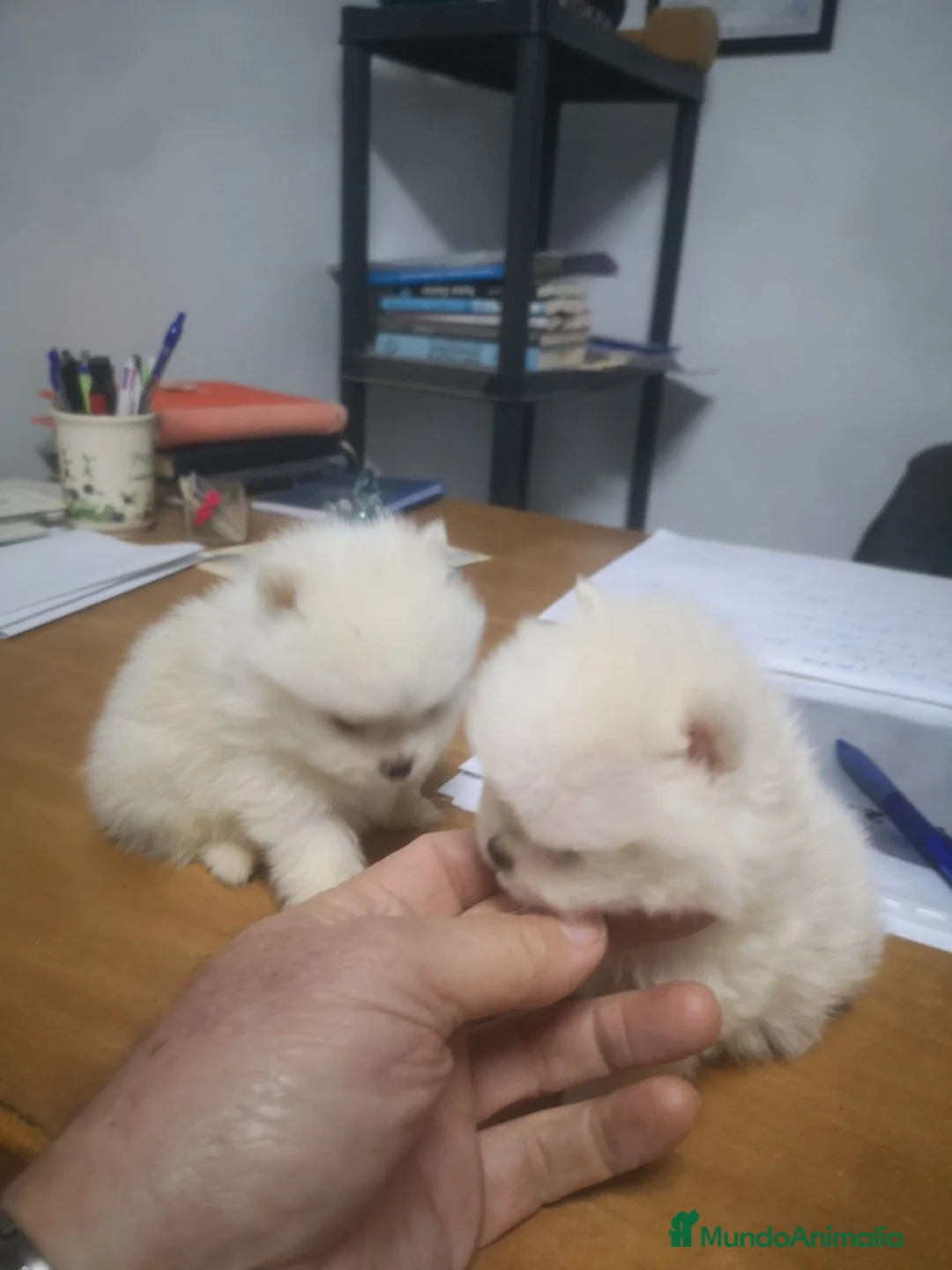 Pomerania perros en venta: Cachorritos mini toy Pomerania - Anuncio 6
