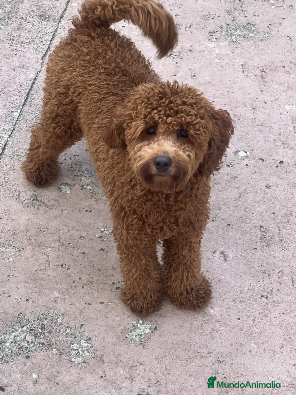 Caniche Toy perros en venta: ‼️‼️CANICHE 50% ASIÁTICO - Anuncio 1