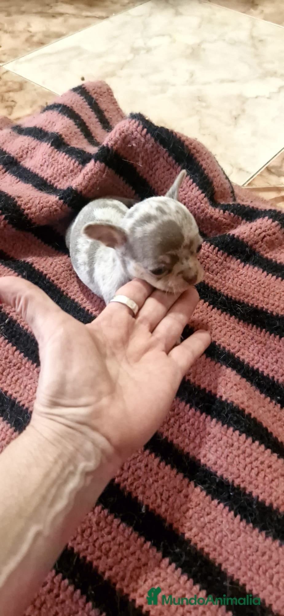 Chihuahua perros Chihuahua toy exóticos  - Anuncio 31