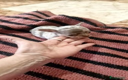 Chihuahua perros en venta: Chihuahua toy exóticos  - Anuncio 1