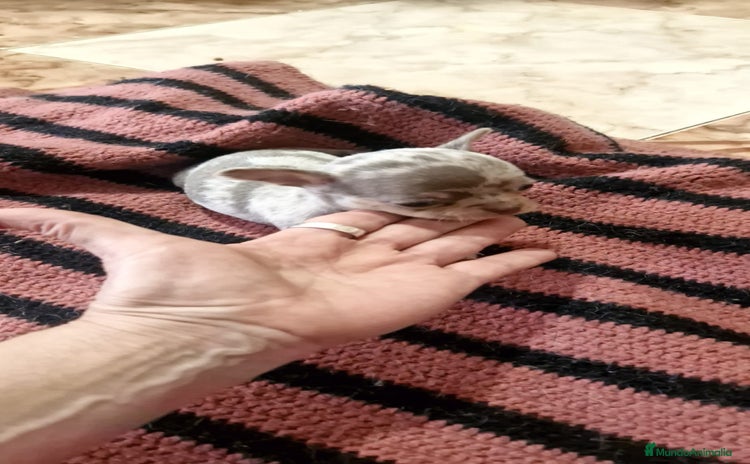 Chihuahua perros Chihuahua toy exóticos  - Anuncio 4