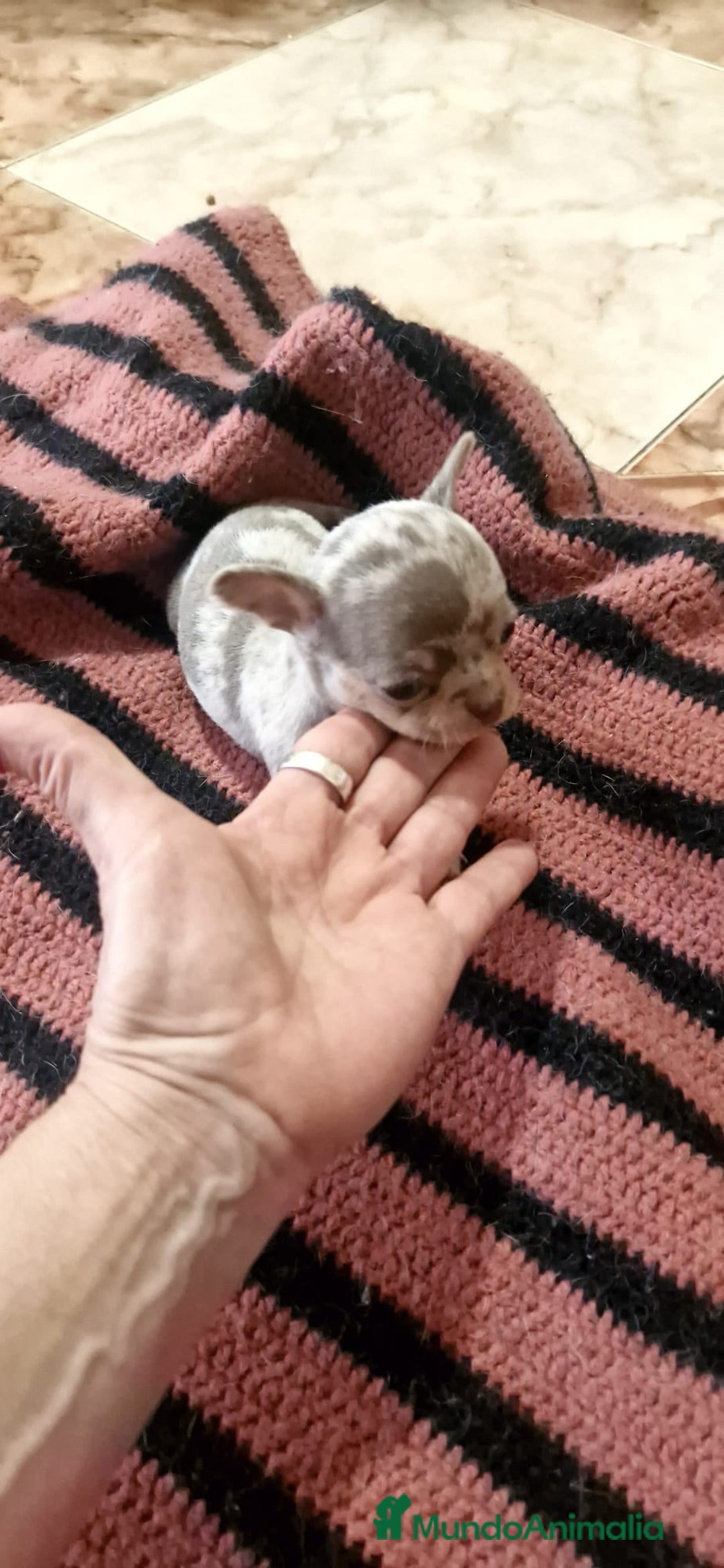 Chihuahua perros en venta: Chihuahua toy exóticos  - Anuncio 1