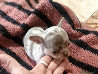 Chihuahua perros Chihuahua toy exóticos - Anuncio 4